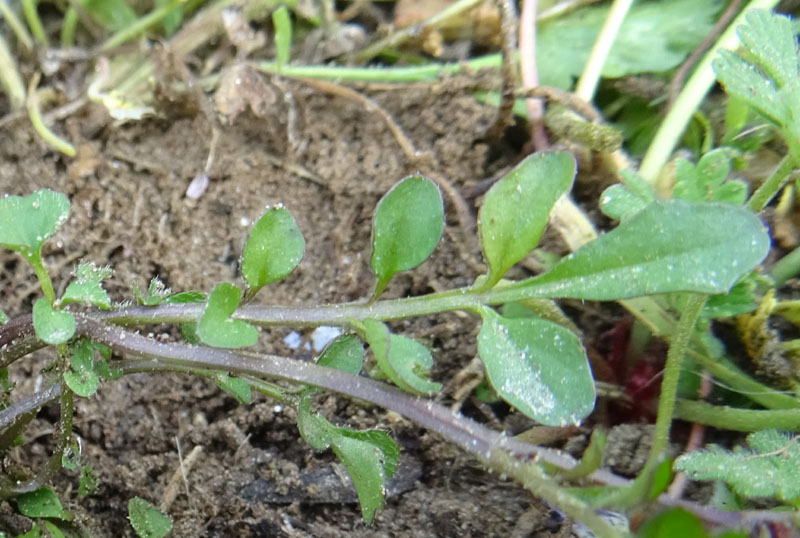 Cardamine hirsuta - Brassicaceae (Cruciferae)